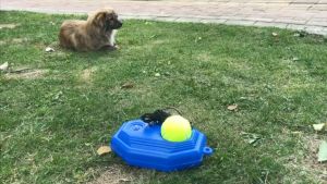 Alat Latihan Tenis & Bola Pantul Tennis