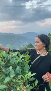 Hồng trà shan tuyết cổ thụ hà giang 1 tôm 2 lá siêu thơm pha được 6-7 lần nước trà shan tuyết cổ thụ loai 1 hộp 200gr