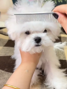 Lược Inox chải lông - gỡ rối lông dành cho chó mèo (nhất là Poodle) - T3 PETS SHOP