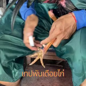 เทปพันเดือย อุปกรณ์สำหรับไก่ชนเทปพันตอไก่ชน เทปพันเดือยไก่ชน