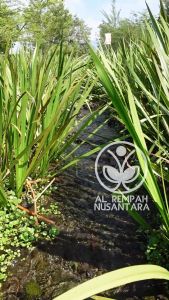 Daun Dlingo Segar 1kg Dari Alam dan Alami