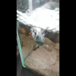 USB Aerator Portable Pompa Udara Aquarium Aquascape Air Pump Mini Mancing Oeygen Airator Ikan Udang DC