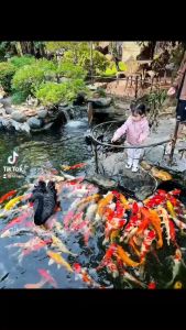 Bùn khoáng núi lửa 100gr cho cá rồng (Arowana) La hán Dĩa/Đĩa Phát triển màu sắc - Cá sung khỏe - Tăng độ bóng vảy Huyết Long