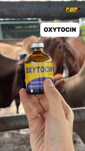 OXYTOCIN 10IU/ml Ubat Hormon Lembu/ Kambing/Haiwan Ternakan Sebelum/ Selepas Bersalin/ Menyusu