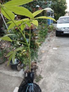Pachira aquatica commonly known as the Money Tree live plant with roots in 3.5x3.5x8" polybag