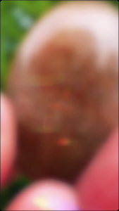 手握能量石🪨橄榄形发晶💯Rutilated quartz 🔮Size: 3cm+- #jb水晶店#crystalmurah