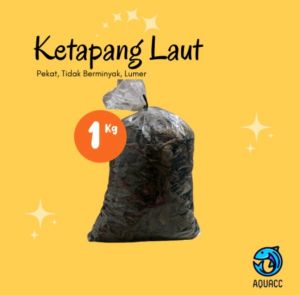 Daun ketapang laut olahan hitam tidak berminyak siap pakai 1kg