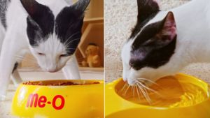Bao 7kg Thức Ăn Cho Mèo - Hạt Dinh Dưỡng Me-O Cho Mèo Trưởng Thành