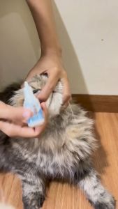 Royal Care Mata Obat Mata Kucing 10ml