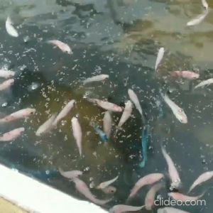 Pelet MEM 300-500 10gr 50gr 100gr 500gr Makanan Pakan Ikan Hias Pellet 300 500 Aquarium Aquascape Kolam