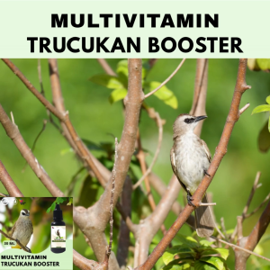 Vitamin Burung Gacor 30 ml Untuk Trucukan Vitamin Penggacor Burung Rekomendasi Burung Kicau