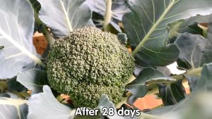 SULIT PACK! F1 BROCCOLI SEEDDS (5 PCS SEEDS) - GREEN TOP VARIETY/HYBRID/FIRM FLOWER/EASY TO GROW/MORE PROFIT