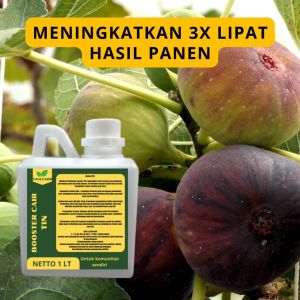 Pupuk Semprot Pelebat Buah Tin Pupuk Pelebat Buah Tin Pupuk Penyubur Buah Tin ZPT