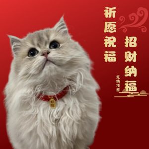 Pet Cat Necklace Dog Collar Safety Longevity Lock Small Dog Pet Accessories Bell Pendant Cat Ring Fashionable Pet Supplies