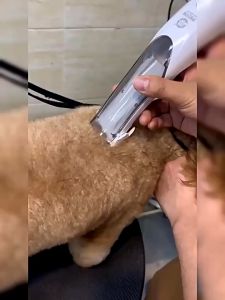 Pet Electric Hair Clipper Vacuum Shaver 2 in 1 Dog Cat Grooming Trimmer USB Rechargeable Pets Haircut Machine 寵物剃毛器
