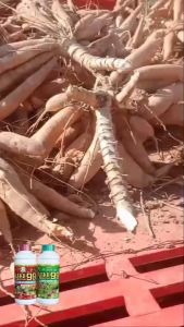 บูม99 ผลิตภัณฑ์เกษตรเพิ่มผลผลิต