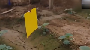 20Pcs Yellow Trap Perangkap Lem Lalat Buah Kertas Hama Serangga Tanaman