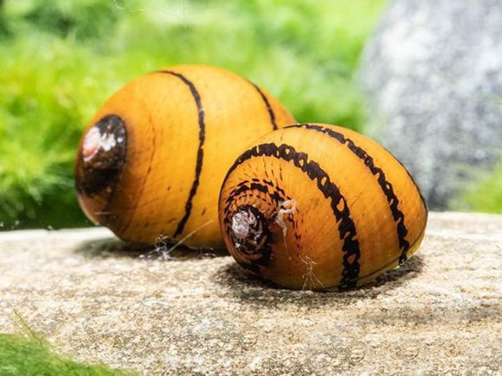 3pcs ring nerite snail algae eater by dr nerite | Lazada