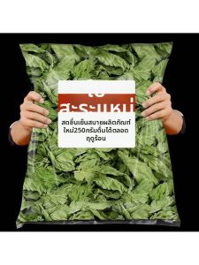 Fresh Edible Mint Leaves 500g
