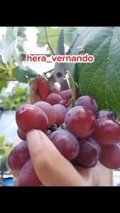 Bibit Anggur Ninel Grafting Mudah Berbuah