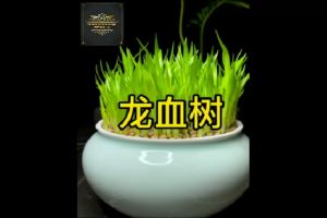 【Ready Stock/现货】Dracaena Draco Seeds 龙血树种子