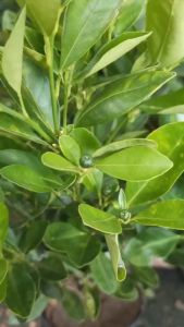 Tắc nhánh ươm bầu đang nụ và trái