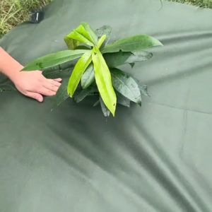 ❁ หนา 100 gsm. ทนทาน ❁ ผ้าคลุมดินเกรดพิเศษ ผ้าคลุมวัชพืช ผ้าคลุมหญ้า🌿 น้ำซึมไหลผ่านได้ดี [ยกม้วน] by Baskoro