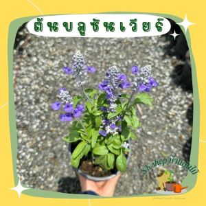 ต้นบลูซัลเวีย ส่งพร้อมกระถาง6 นิ้ว ดอกสีฟ้า ไม้ดอกไม้ประดับ มีดอกแล้ว