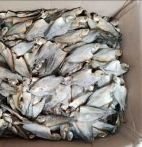 Ikan Kering Sepat Kecil Asin Enak dan gurih kemasan 100 gram 250 gram 500 gram 750 gram 1 kg