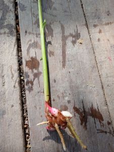 TSC - Garland ginger rhizome cutting/ keratan rizom pokok gandasuli putih