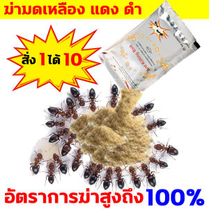 กำจัดมด ยกรัง 100% ผลได้ 8g 10 บริการ กำจัดมด ฆ่ามด ราคาถูก