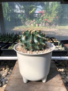 แคคตัสเฟอโรเล็บเหยี่ยว (Ferocactus Peninsulae) ผิวเขียวมรกต หนามทรงพลัง กว้าง 12-13 cm อายุ 3-4 ปี