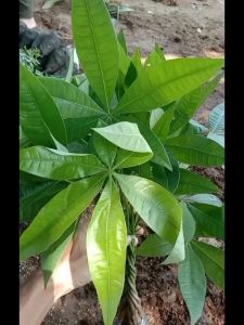 Bibit Tanaman Pohon Hoki / Pohon Uang Kepang Berkualitas Unggulan Terlaris