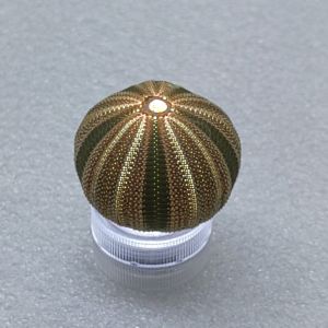 Natural Shell Decorative Lampshade Living Room Decoration Desk Top Ornament Childrens Gift Cute Landscape Creation