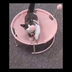 BABYPET ที่นอนแมว บ้านแมว เฟอร์นิเจอร์สัตว์เลี้ยง เตียงสัตว์เลี้ยง, รังแมว, เตียงลูกสูง, เปลญวนสัตว์เลี้ยง