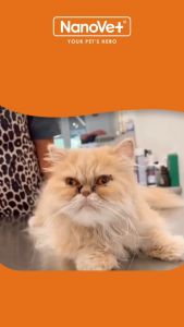 Nanovet Pet Eye + Tear Stain Solution Kit for Cat and Dog