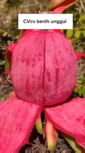 Bibit Buah Naga Merah Super: Cara Menanam & Tips