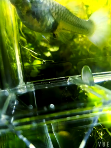 Breeding Box Guppy A14/ Isolation Box / Karantina Ikan