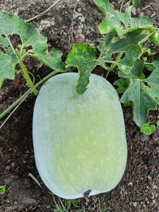 05 HẠT GIỐNG BÍ TRÒN THƠM