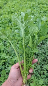 เมล็ดพันธุ์ ผักกาดเขียวน้อยสร้อยคำ (ถุงใหญ่)