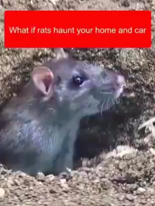 Plant-based rat repellent magic box Effectively repels rats cockroaches ants mosquitoes flies bedbugs fleas and other insects used for household mothballs rat repellent killer bait rat repellent killer bait