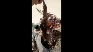 CHUANGCHAO Turkey Chicken Plucker Plucking Machine Poultry De-Feather plucker machine for chicken