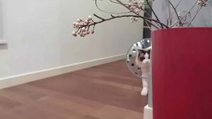 HamshMoc แผ่นเหล็กใสสำหรับสัตว์เลี้ยงน้ำหนักเบามีความยืดหยุ่นกรอบสะท้อนแสง