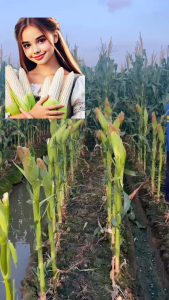 Hạt giống bắp nếp lai Thanh Bạch F1 gói 100 gram