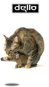 Obat Kucing Vita D2: Solusi untuk Virus Kucing Flu Berat, Panleucalici, Distemper, Mencret, Sariawan, Lemah, Muntah, Bakteri, dan Bersin