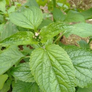 DAUN BABADOTAN SEGAR langsung petik jika ada order.