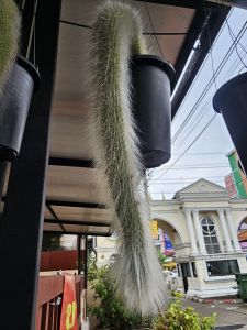 หางลิง ดอกส้ม (ส่งทั้งกระถาง) หางยาว 70 ซม