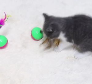 MEOW Pet Tumbler Ball Mouse Feather Pet Cat Play Ball Toy Pet Toy Cat Toy Teaser Ball Bell Scratch Mainan Kucing Bola