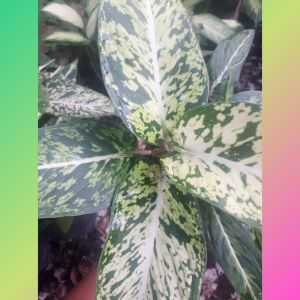 Aglonema Blanceng Sparkle / Aglaonema Diven Sparkle / Srirejeki Blanceng/diven zebra