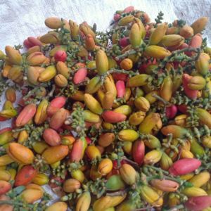 kulit melinjo kuning hijau segar 1kg